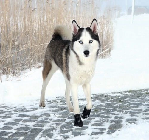 Trixie Bottes Protection Walker Active L X 2 – Image 2