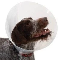 Buster Carcan Classique Pour Chiens - 35 Cm